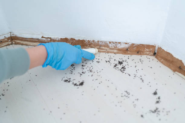 Best Termite Inspection and Treatment  in Bnchard, LA